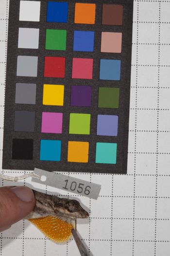 Media type: image;   Herpetology R-190590
